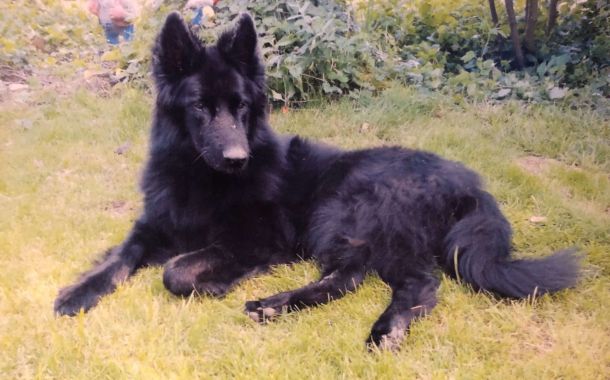 Tierkommunikation, Jenseitskontakt Hund Diva