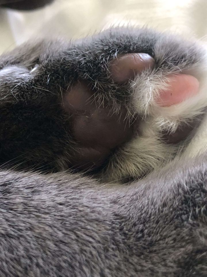 Soulbody Fusion Körperprozess