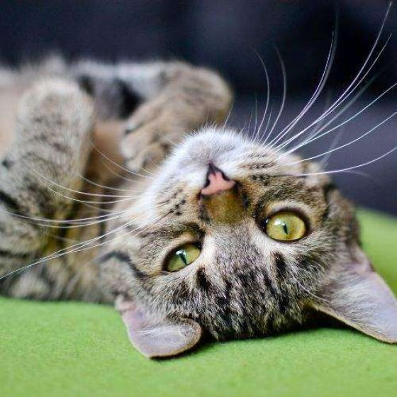 Katze Symbolbild