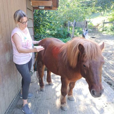 Tierenergetik Farbbalance Pony