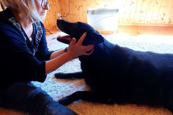 Neurovaskuläre Kontaktpunkte halten beim Hund