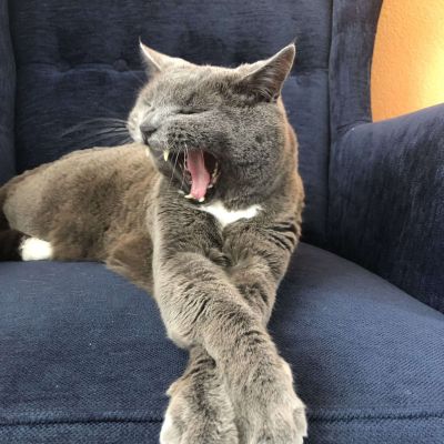 Sinnbildliches Bild einer Katze die spricht