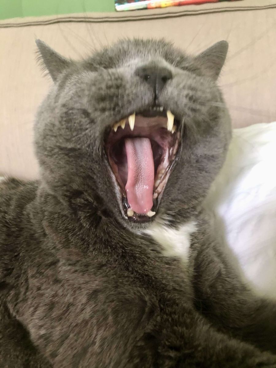 Sinnbildliches Bild einer Katze die spricht