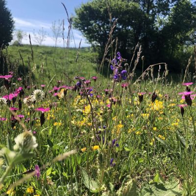 Blumenwiese Symbolbild