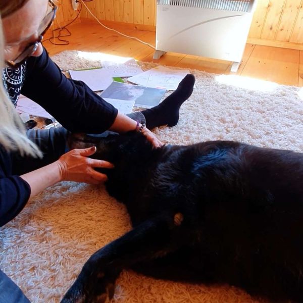 Neurovaskuläre Kontaktpunkte halten beim Hund