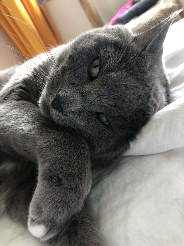 Kater Speedy ist entspannt