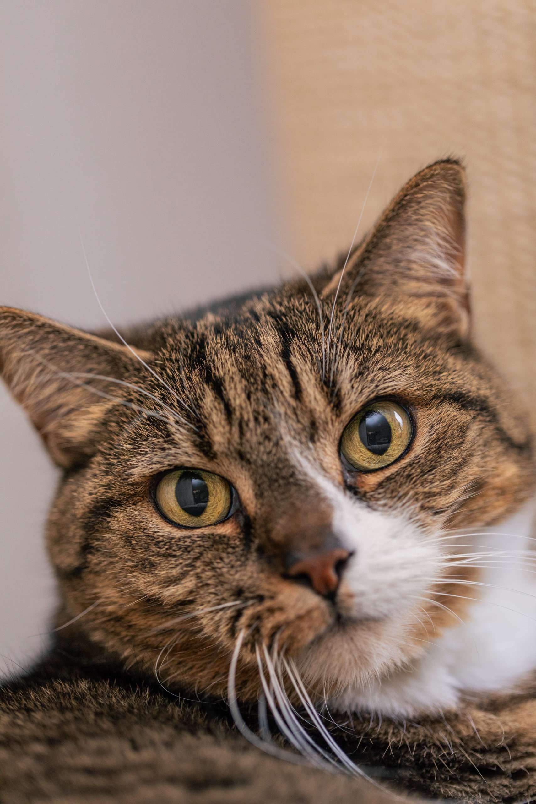 Tierkommunikation ist der Schlüssel um Probleme deines Tieres sanft zu lösen