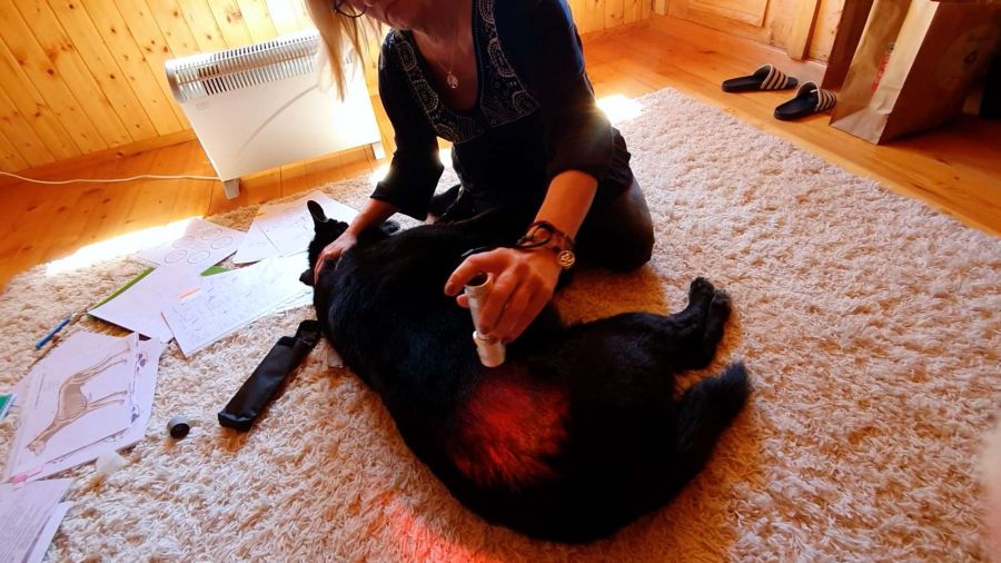 Tierenergetik Anwendung der Farbbalance beim Hund