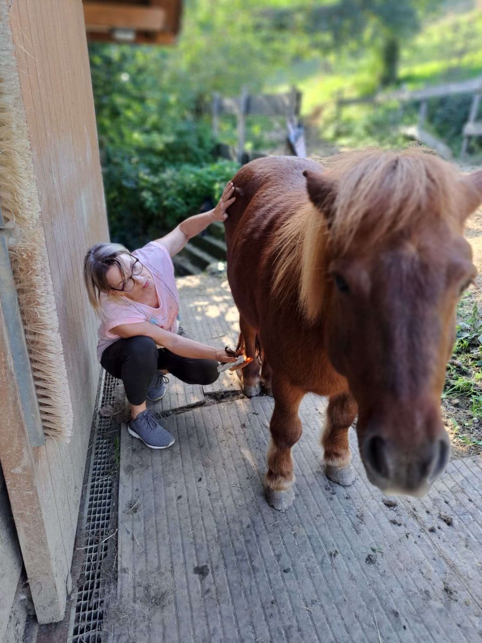 Tierenergetische Behandlung eines Ponys