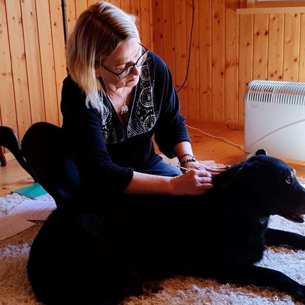 Conny macht eine tierenergische Behandlung beim Hund