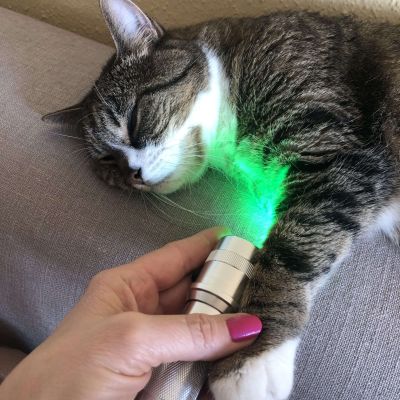 Conny macht Farbbalance bei der Katze Mara