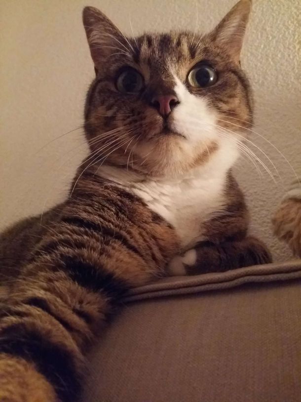 Katze Mara