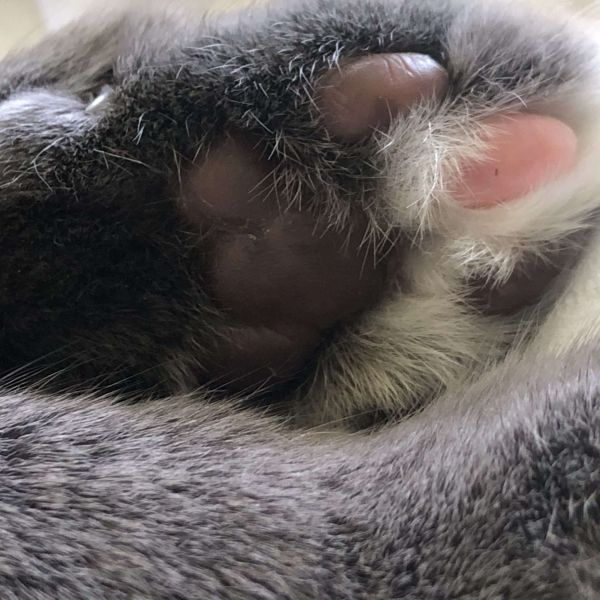 Jin Shin Jyutsu Energieströmen