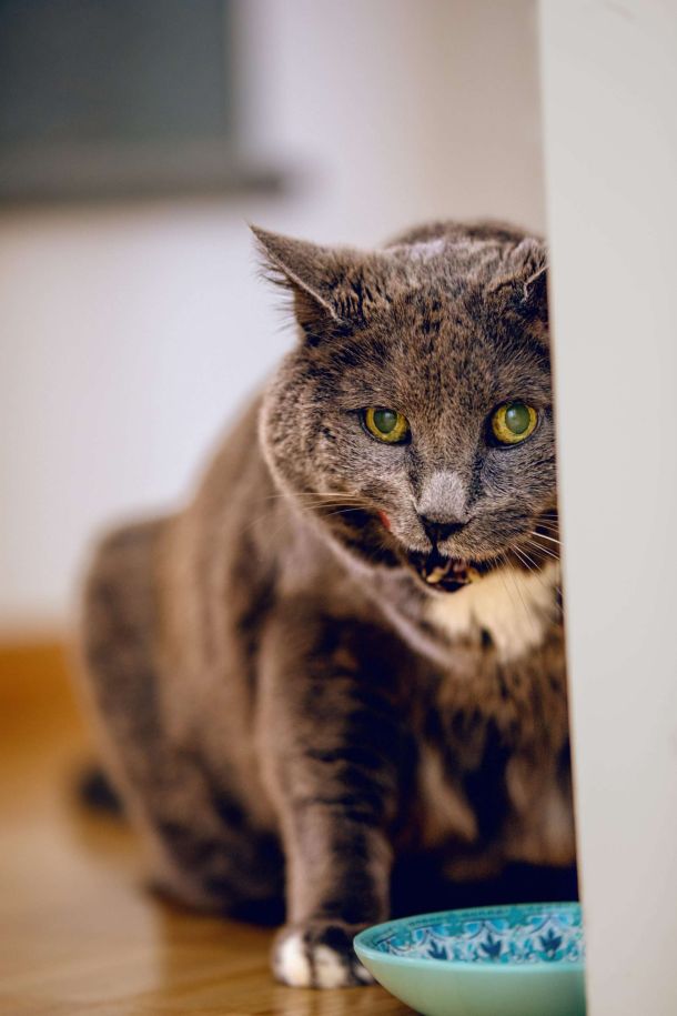 Klarheit durch Tierkommunikation