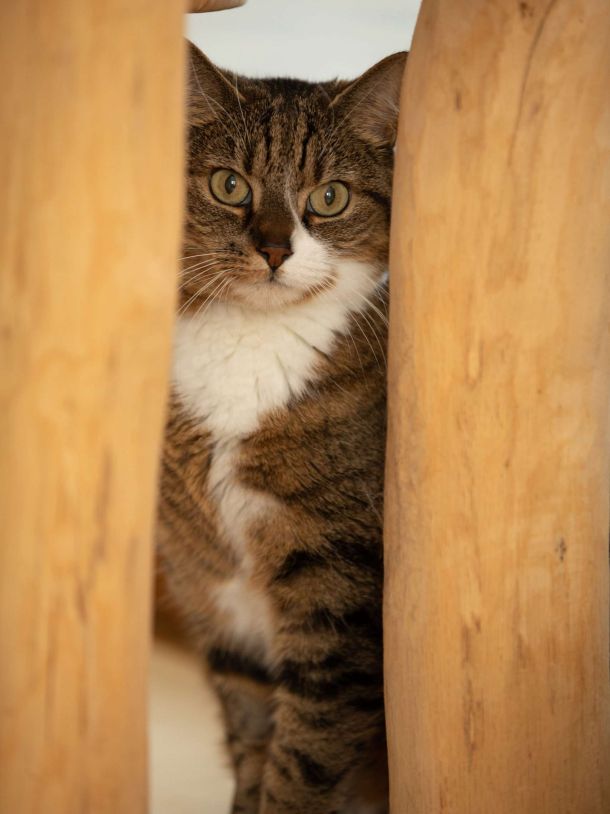 Katze Mara